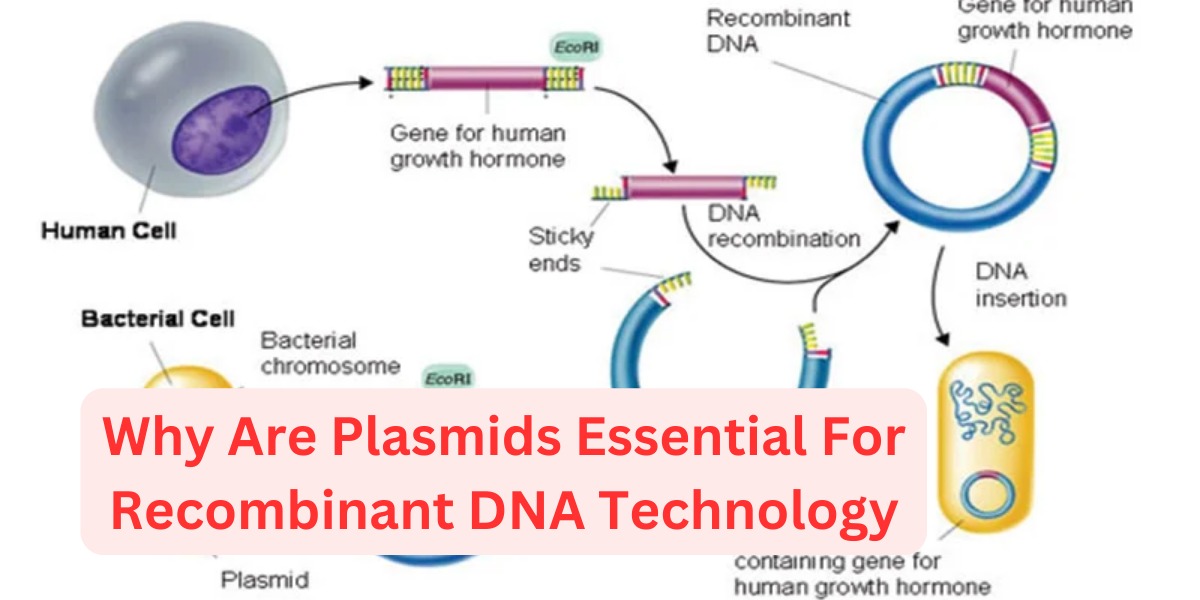 why are plasmids essential for recombinant dna technology